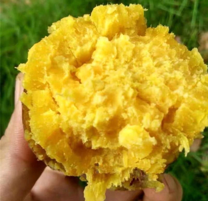 新鲜红薯鸡蛋黄粉糯香栗子薯黄心番薯板栗鸡蛋黄地瓜2/10