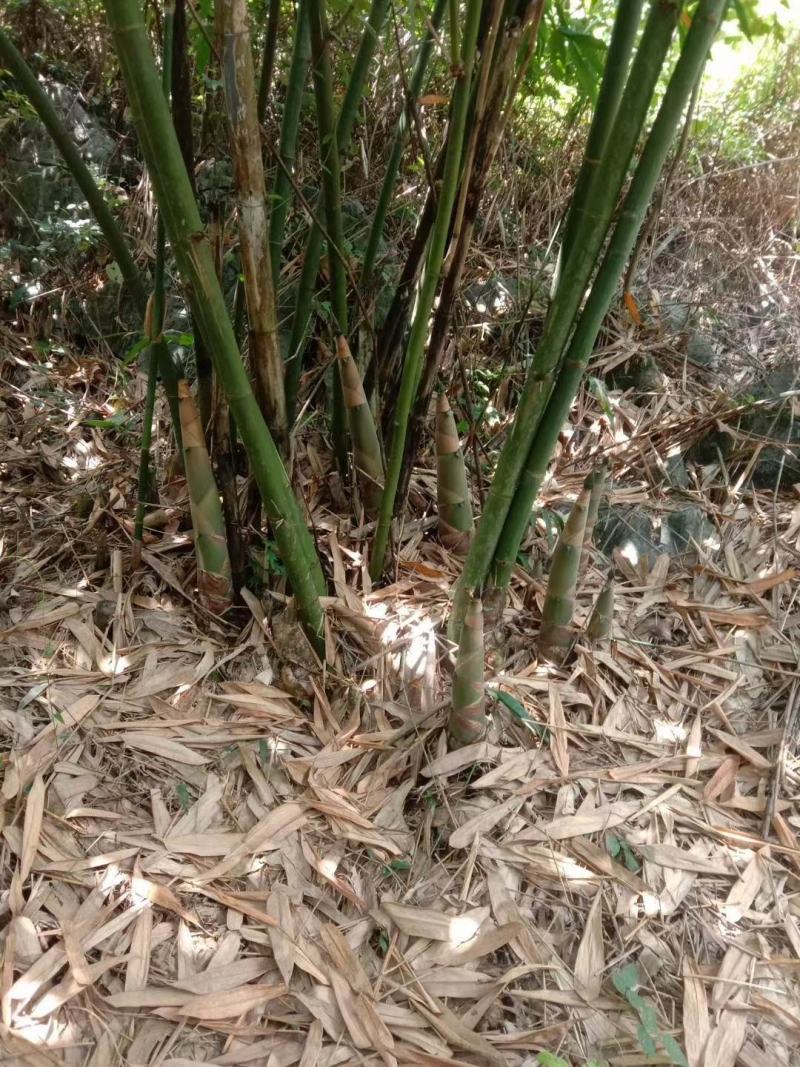 广东特产英德西牛农家笋花麻竹笋花农家笋花无添加