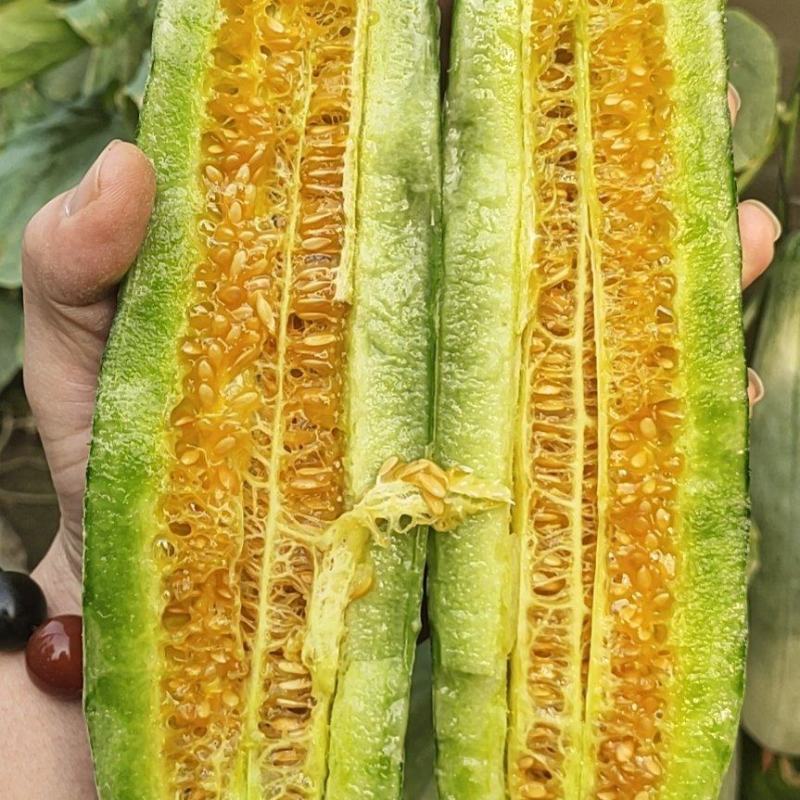 羊角蜜甜瓜，山东羊角蜜甜瓜，专业代办，诚信第一，产地直供