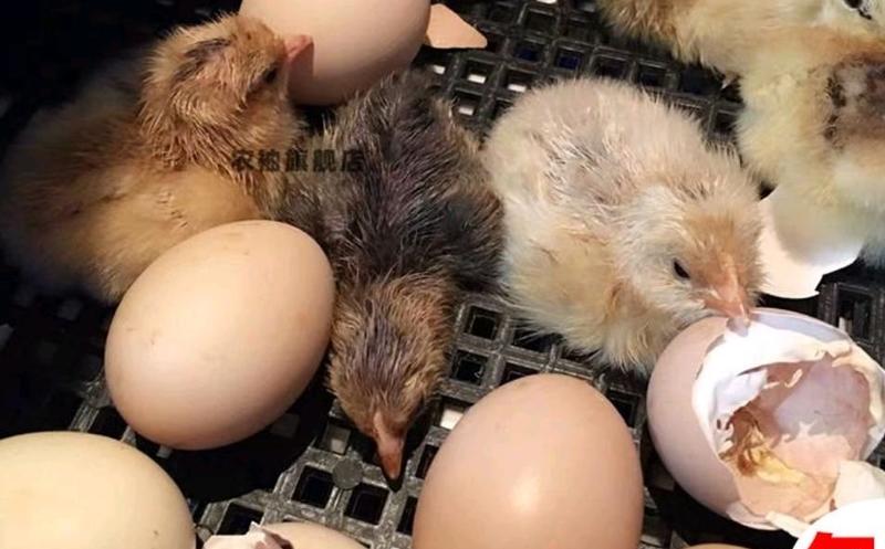 彩凤鸡种蛋受精蛋可孵化受精卵观赏鸡土鸡农场高产蛋代孵化苗