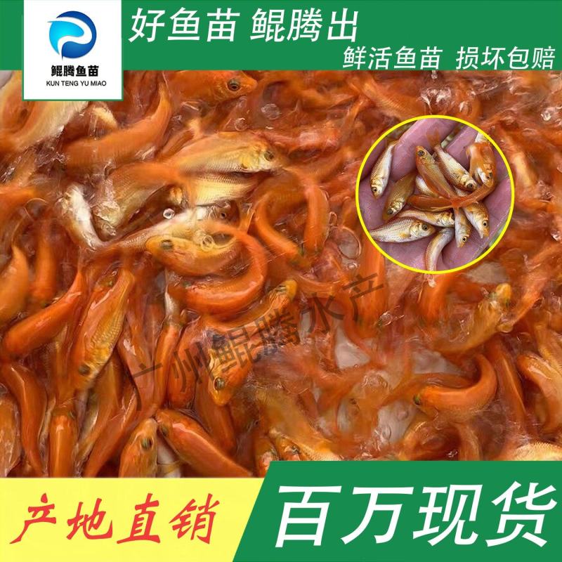 鱼苗红鲤鱼鲲腾鱼苗好鱼苗鲲腾出产地直销百万现货