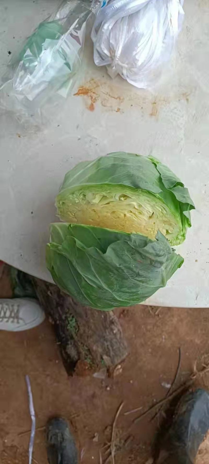 产地大量销售甘蓝菜，个大，包的紧需要来产地看货订购，量大