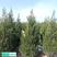 乔灌木柏树蜀桧1.5米2米规格齐全大量有货产