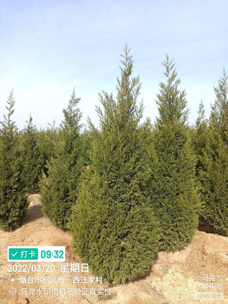 乔灌木柏树蜀桧1.5米2米规格齐全大量有货产