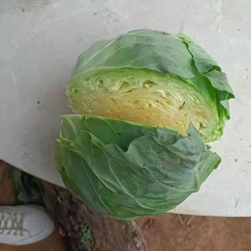 产地大量销售甘蓝菜，个大，包的紧需要来产地看货订购，量大