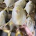 冷冻金鲳鱼，新鲜冷冻，条冻，冰衣自选肉多刺少