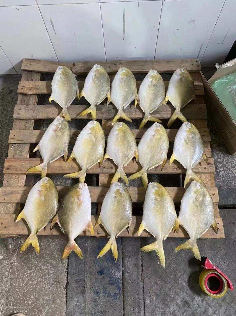 冷冻金鲳鱼，新鲜冷冻，条冻，冰衣自选肉多刺少