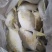 冷冻金鲳鱼，新鲜冷冻，条冻，冰衣自选肉多刺少