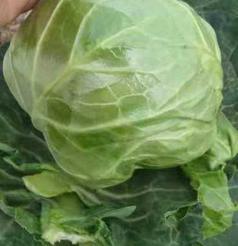产地大量销售甘蓝菜，个大，包的紧需要来产地看货订购，量大