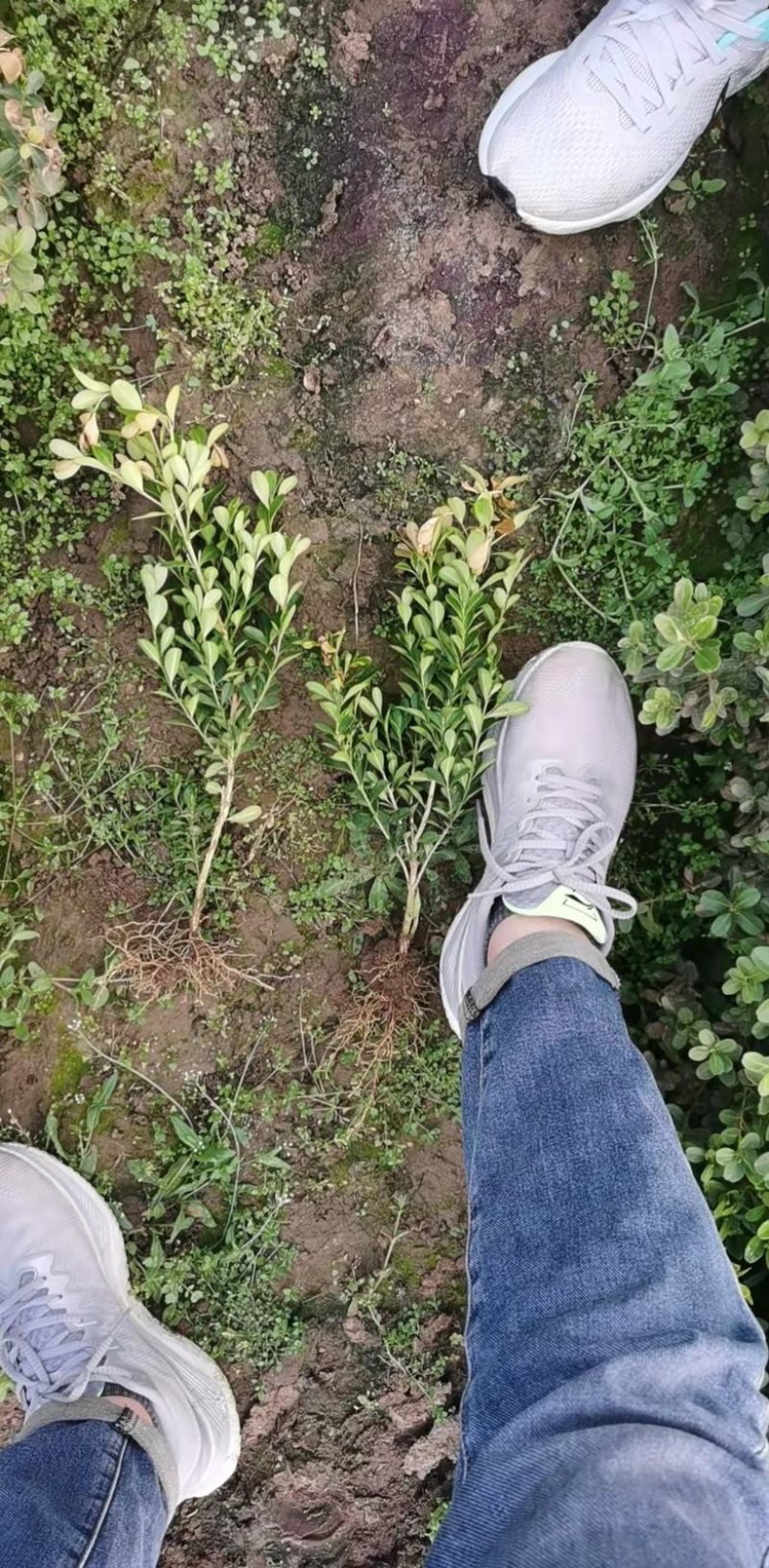瓜子黄杨高度25到30杯苗地栽苗都有