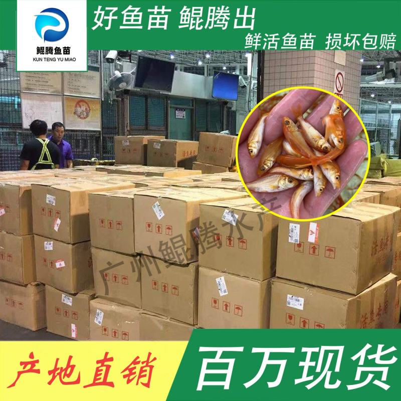 兴国红鲤鱼苗鲲腾鱼苗好鱼苗鲲腾出产地直销百万现货