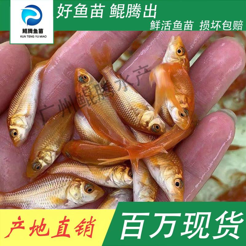 鱼苗红鲤鱼鲲腾鱼苗好鱼苗鲲腾出产地直销百万现货