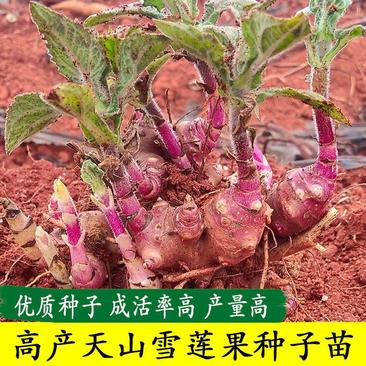 云南天山雪莲果种子种苗新鲜现挖种球高产基地直发有种植教程