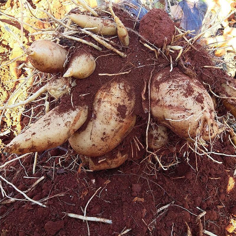 云南天山雪莲果种子种苗新鲜现挖种球高产基地直发有种植教程