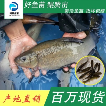 鱼苗丁桂鱼鲲腾鱼苗好鱼苗鲲腾出产地直销百万现货