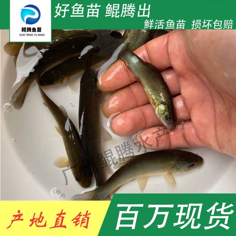 鱼苗丁桂鱼鲲腾鱼苗好鱼苗鲲腾出产地直销百万现货