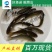 鱼苗丁桂鱼鲲腾鱼苗好鱼苗鲲腾出产地直销百万现货