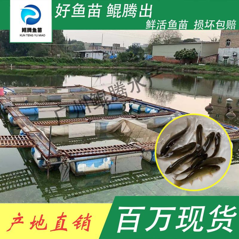 鱼苗丁桂鱼鲲腾鱼苗好鱼苗鲲腾出产地直销百万现货