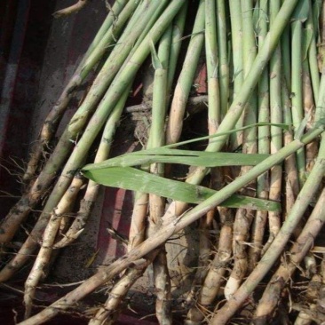园林芦苇干苗大量走货量大从优