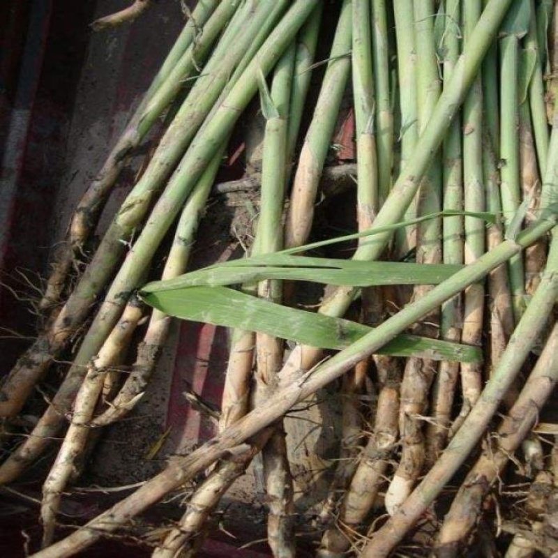 园林芦苇干苗大量走货量大从优