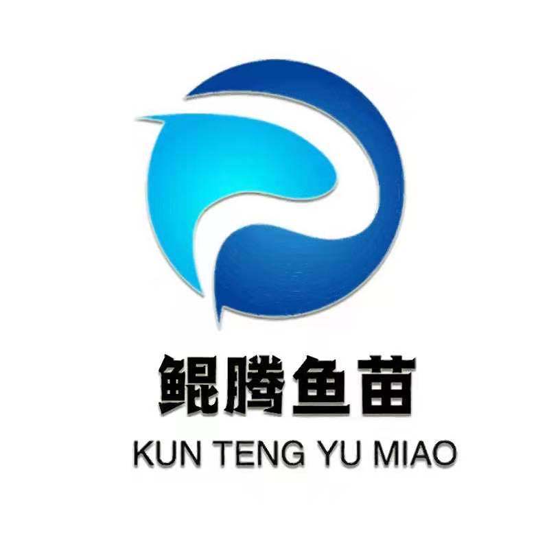 鱼苗桂花鱼鲲腾鱼苗好鱼苗鲲腾出产地直销百万现货