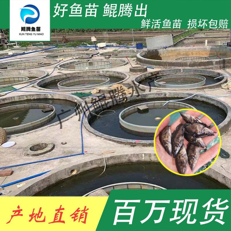 鱼苗桂花鱼鲲腾鱼苗好鱼苗鲲腾出产地直销百万现货