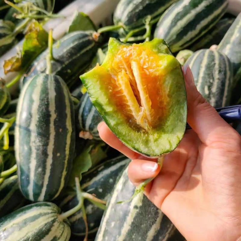 山东甜瓜精品博洋9号甜瓜产地直发一手货源量大从优