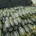 山东甜瓜精品博洋9号甜瓜产地直发一手货源量大从优
