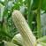 穗大高产优质黑糯玉米种子，黑玉米种子批发