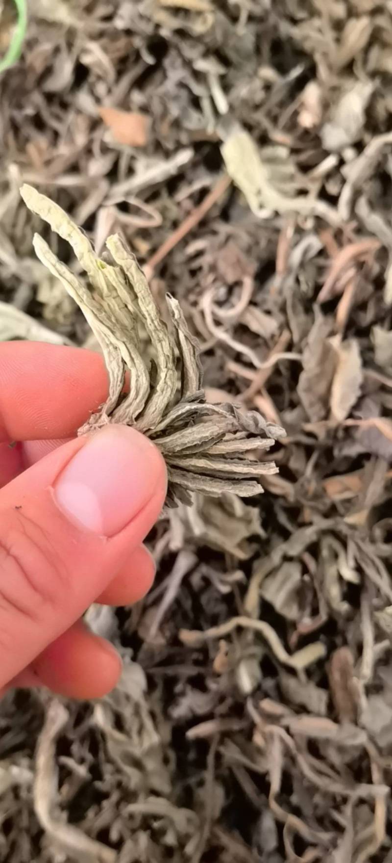 大青叶新货关书药业无硫批发中药材