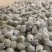 《甘蓝》品质包菜大量供应产地货源充足代发全国