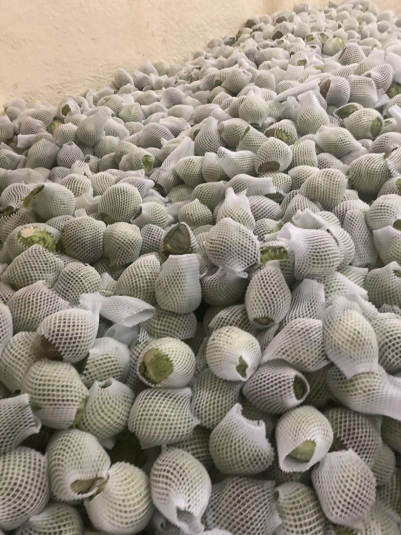 《甘蓝》品质包菜大量供应产地货源充足代发全国