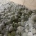 《甘蓝》品质包菜大量供应产地货源充足代发全国