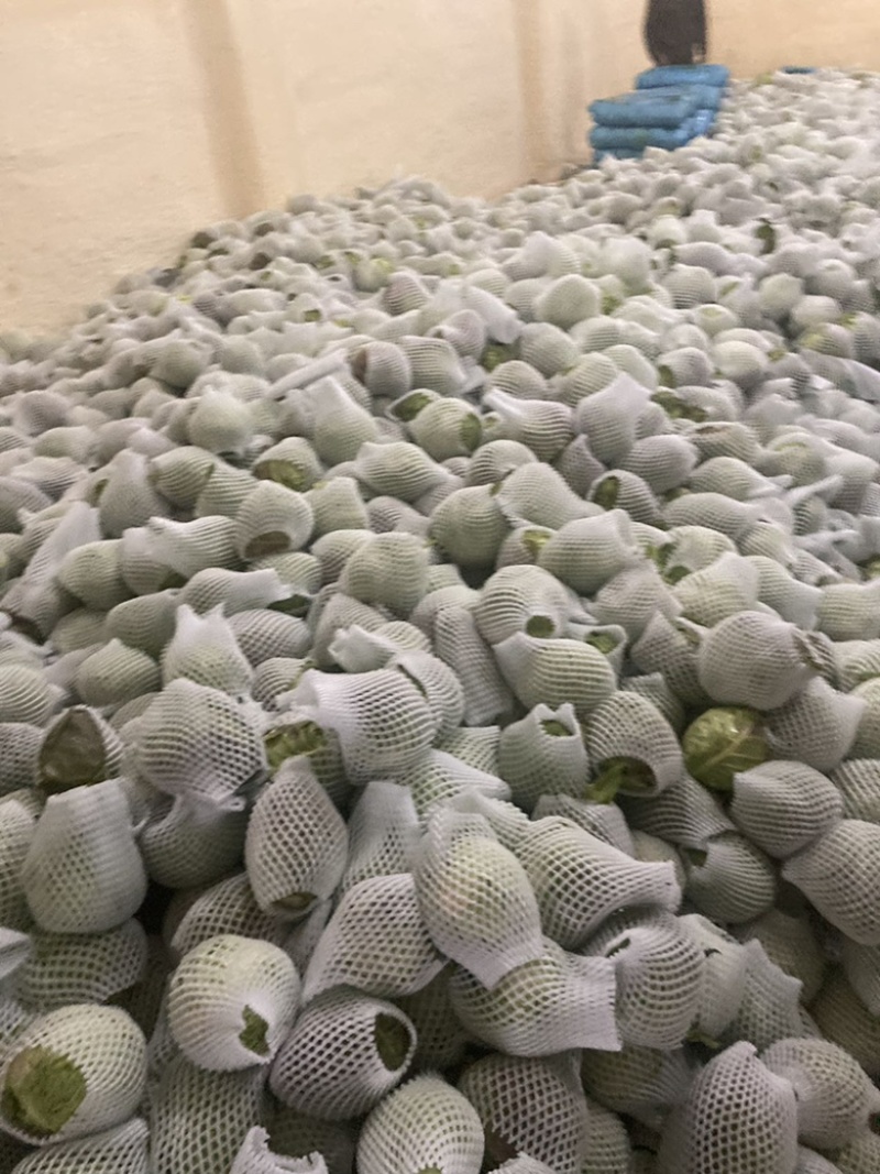 《甘蓝》品质包菜大量供应产地货源充足代发全国