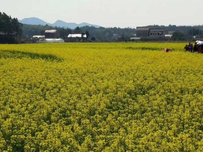 本地农家菜籽，小榨菜籽油