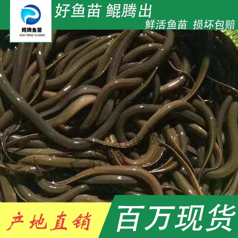 鱼苗正大九号黄鳝好鱼苗鲲腾出鲲腾鱼苗产地直销百万现