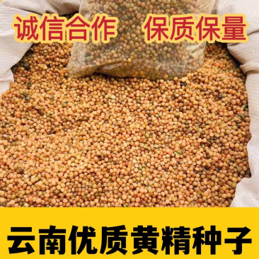 优质黄精种子去皮净籽去皮处理好的种子提供种植技术