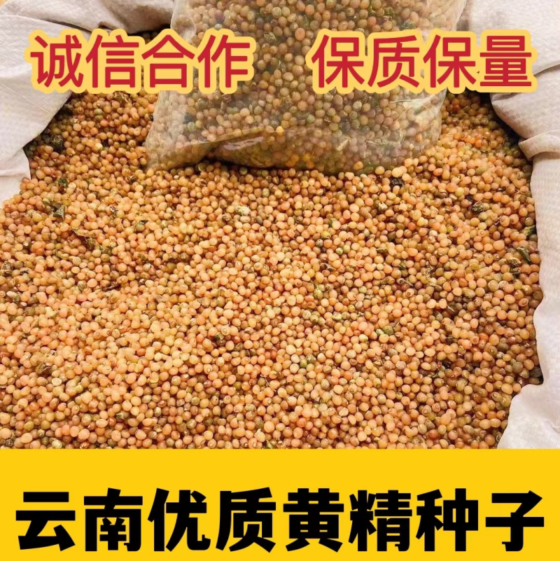 优质黄精种子去皮净籽去皮处理好的种子提供种植技术