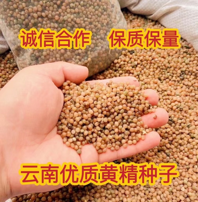 优质黄精种子去皮净籽去皮处理好的种子提供种植技术