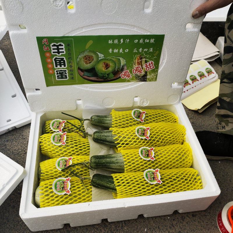博洋72甜瓜，博洋九号甜瓜，专业代办，产地直供