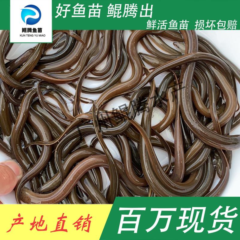 鱼苗华丰九号黄鳝鲲腾鱼苗好鱼苗鲲腾出产地直销百万现