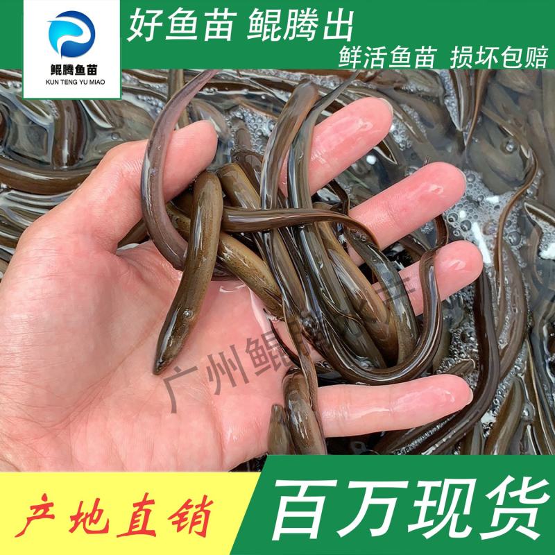 鱼苗华丰九号黄鳝鲲腾鱼苗好鱼苗鲲腾出产地直销百万现
