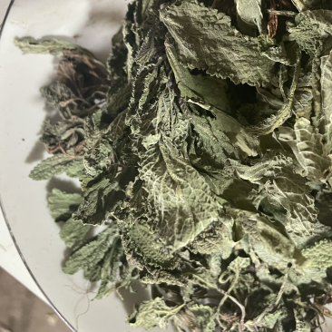 蛤蟆草