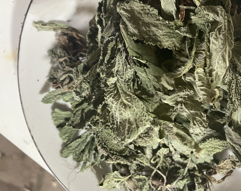 蛤蟆草