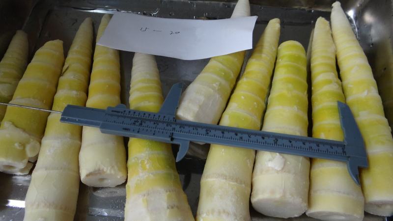 速冻雷笋速冻去壳雷笋雷竹笋工厂企业化加工品质把控