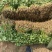 大叶香菜上市中