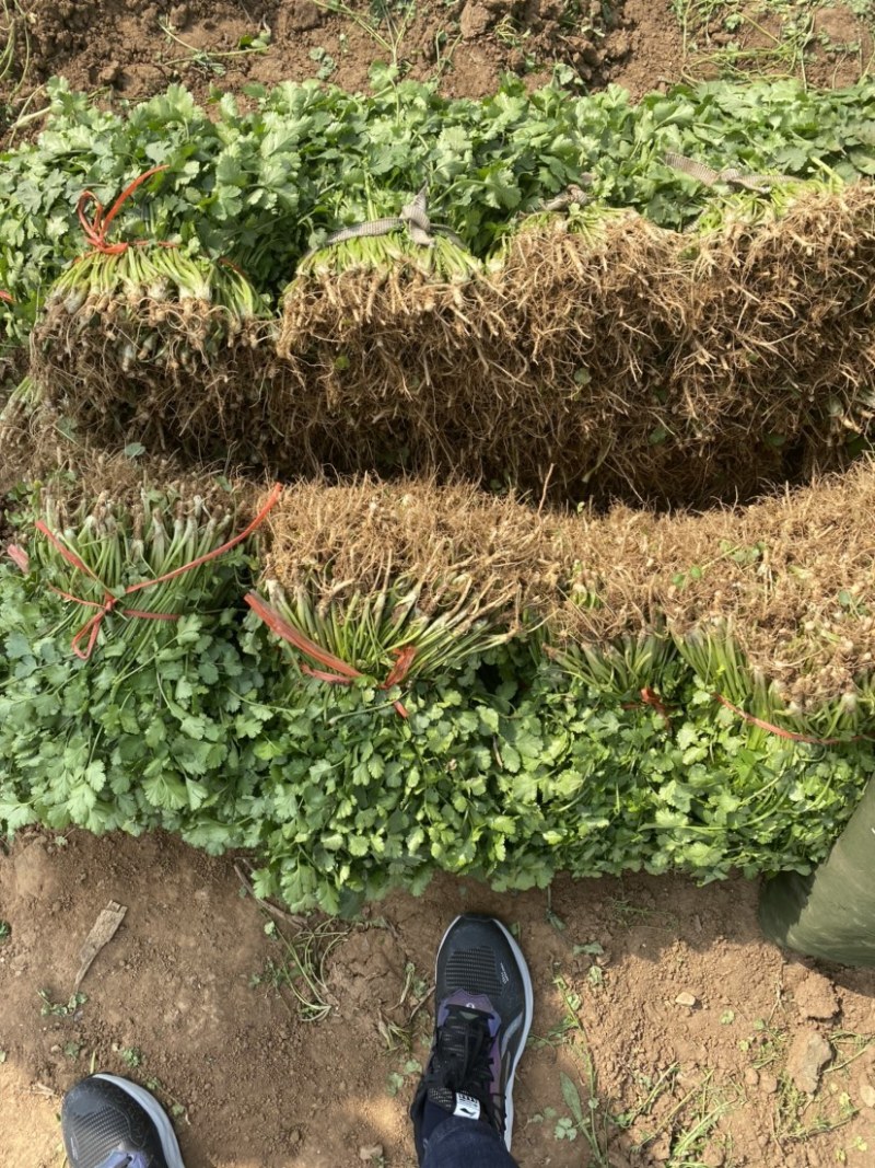 大叶香菜上市中