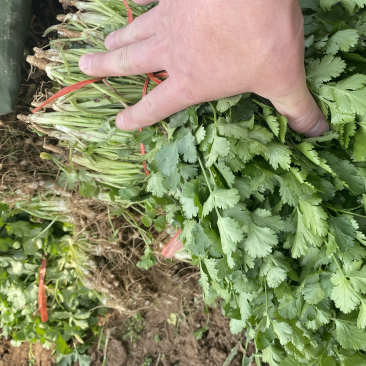 大叶香菜上市中