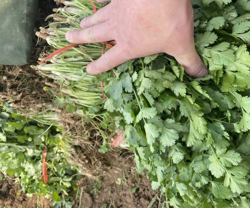 大叶香菜上市中