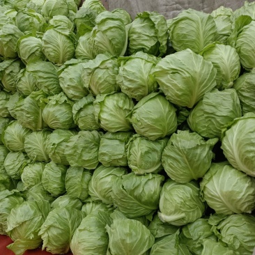 甘蓝，包菜，牛心包菜，圆包菜，代发全国，诚信代发